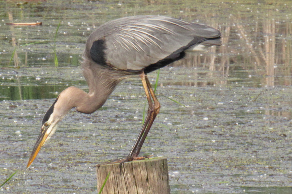 Great Blue Heron from 31300 Metro Parkway, Harrison Twp, MI 48045, USA