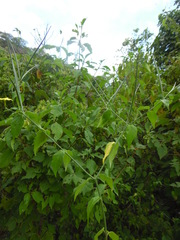 Haplophyton cimicidum