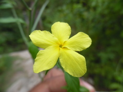 Haplophyton cimicidum