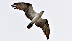 Pandion haliaetus cristatus