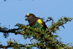 Poicephalus meyeri