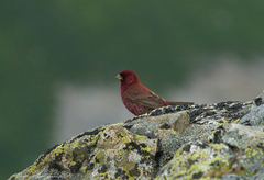 Carpodacus rubicilla