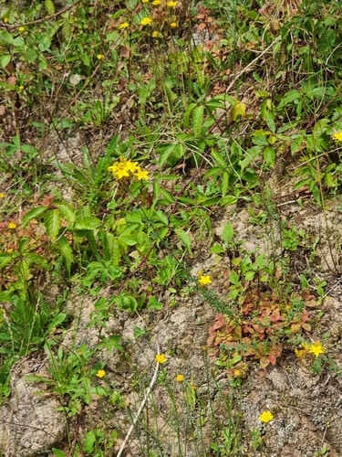 Hypericum perforatum image