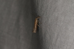 Ptochostola microphaeellus