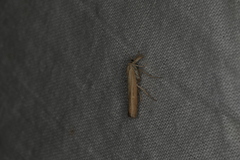 Ptochostola microphaeellus