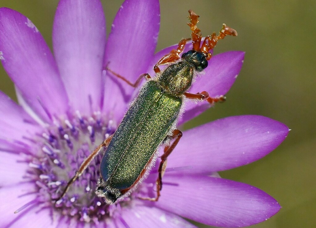 Cerocoma schreberi