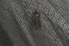 Ptochostola microphaeellus