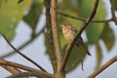 Emberiza bruniceps