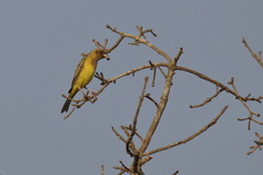Emberiza bruniceps