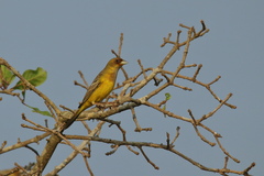 Emberiza bruniceps