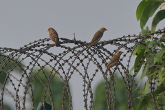 Emberiza bruniceps