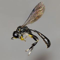 Rhopalum aucklandi