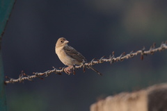 Emberiza bruniceps