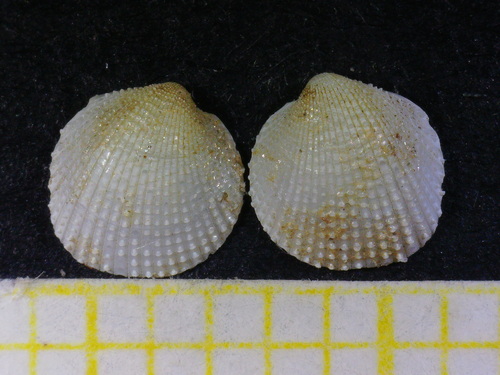 Representative image of Parvicardium minimum