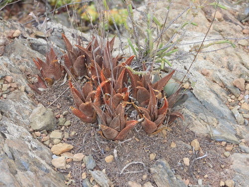 Haworthiopsis venosa
