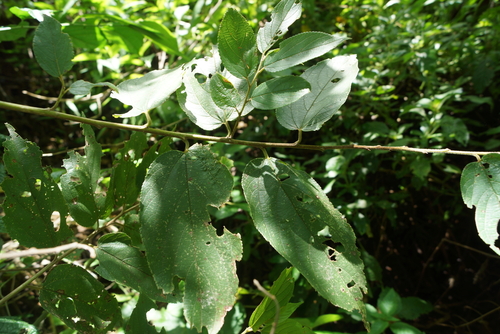 Trema orientalis iNat (1)