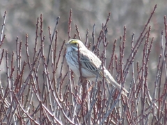 Passerculus sandwichensis princeps