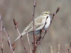 Passerculus sandwichensis princeps