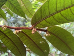 Image of Chrysophyllum sierpense