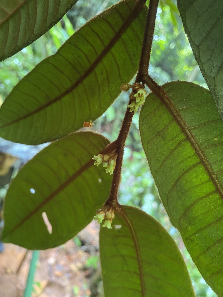 sapodilla family (Sapotaceae) - Botanical Realm