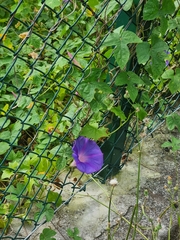 Ipomoea indica image