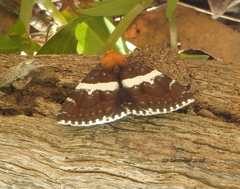 Buzara latizona