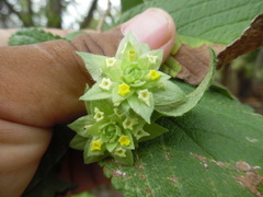 Lippia bracteosa