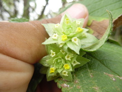 Lippia bracteosa
