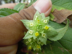 Lippia bracteosa