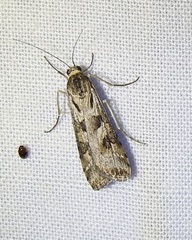 Nomophila corticalis