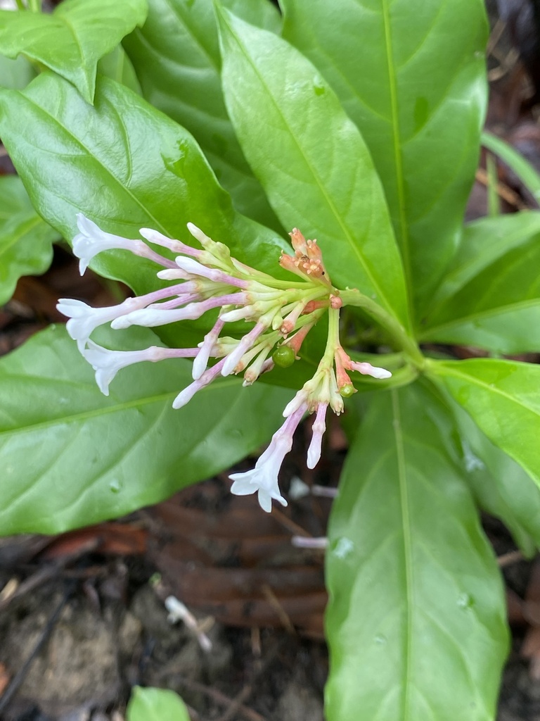 Indian snakeroot from Chitwan National Park, Narayani, NP on June 30 ...