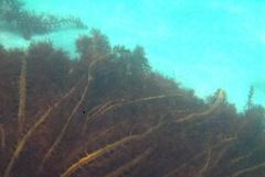 Cystophora moniliformis