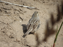 Passerculus sandwichensis princeps