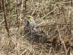 Passerculus sandwichensis princeps