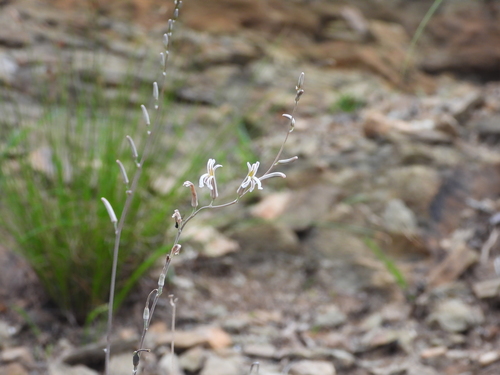 Image of Haworthiopsis venosa by (c) amantedarmanin, some rights reserved (CC BY)