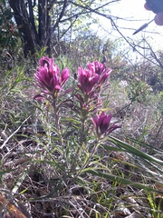 Castilleja purpurea