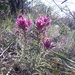Castilleja purpurea purpurea - Photo (c) squaylei, alguns direitos reservados (CC BY-NC)