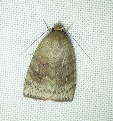 Austrocarea iocephala