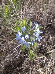 Amsonia ciliata texana