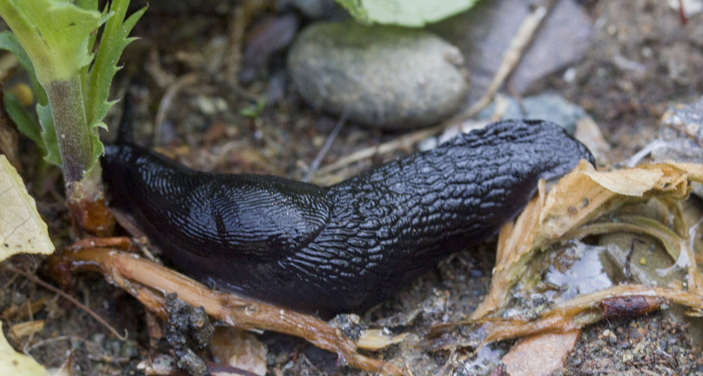 Turcomilax natalianus
