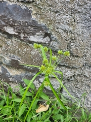 Cyperus eragrostis image