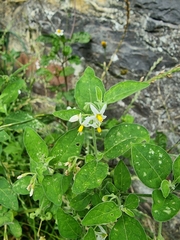 Solanum chenopodioides image