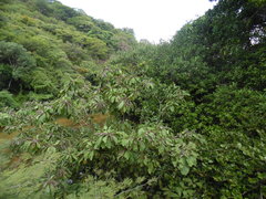 Terminalia macrostachya