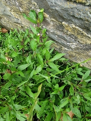 Ageratina riparia image