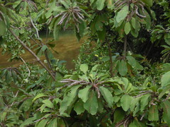 Terminalia macrostachya