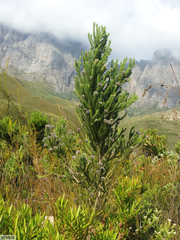 Aspalathus cephalotes cephalotes