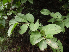 Combretum fruticosum