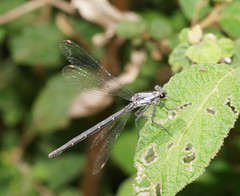 Austroargiolestes calcaris