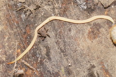 Fletchamia mediolineata