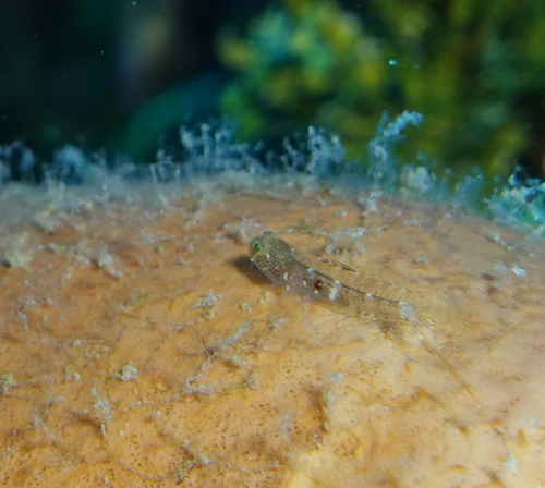 Smallmouth goby (Risor ruber) — Gobiidae — 4
